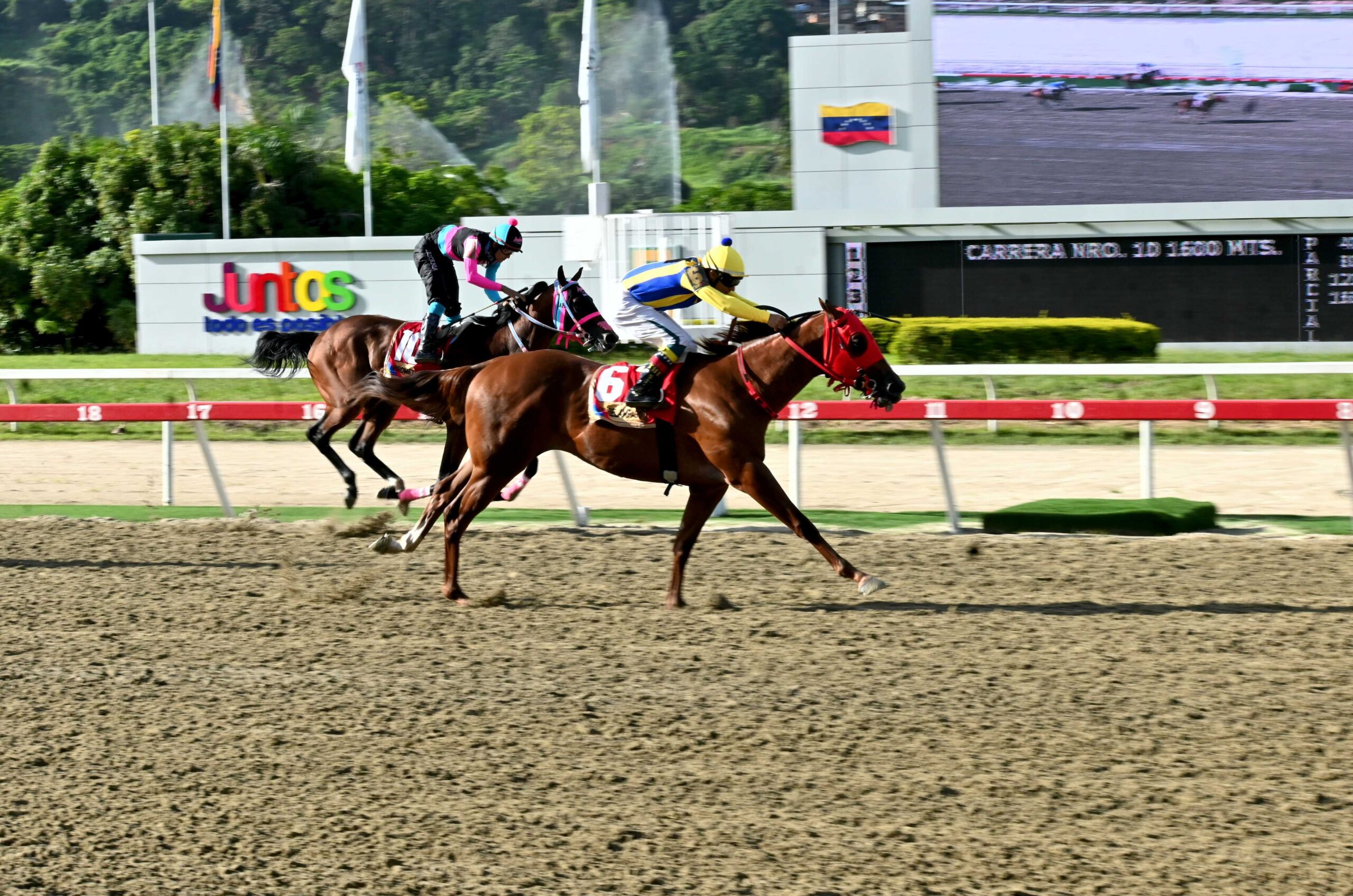 El Relámpago, horse, Haras La Primavera, Clásico José Antonio Paéz, domingo, 15 de junio de 2025, La Rinconada. Foto: José Antonio Aray