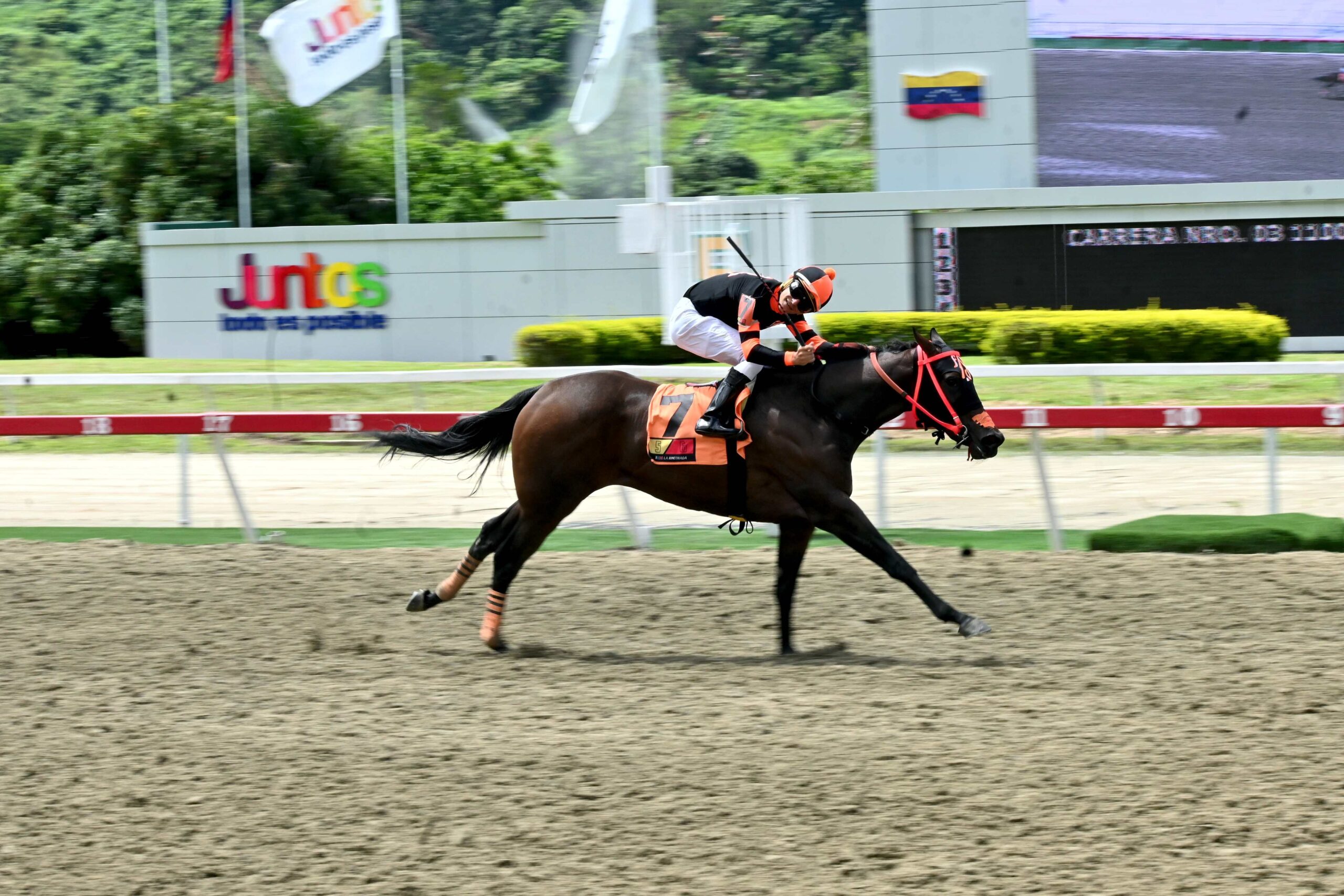 Princess Warrior, horse, The Great Warrior, Clásico Ángel Francisco Parra, domingo, 22 de junio de 2025, La Rinconada. Foto: José Antonio Aray