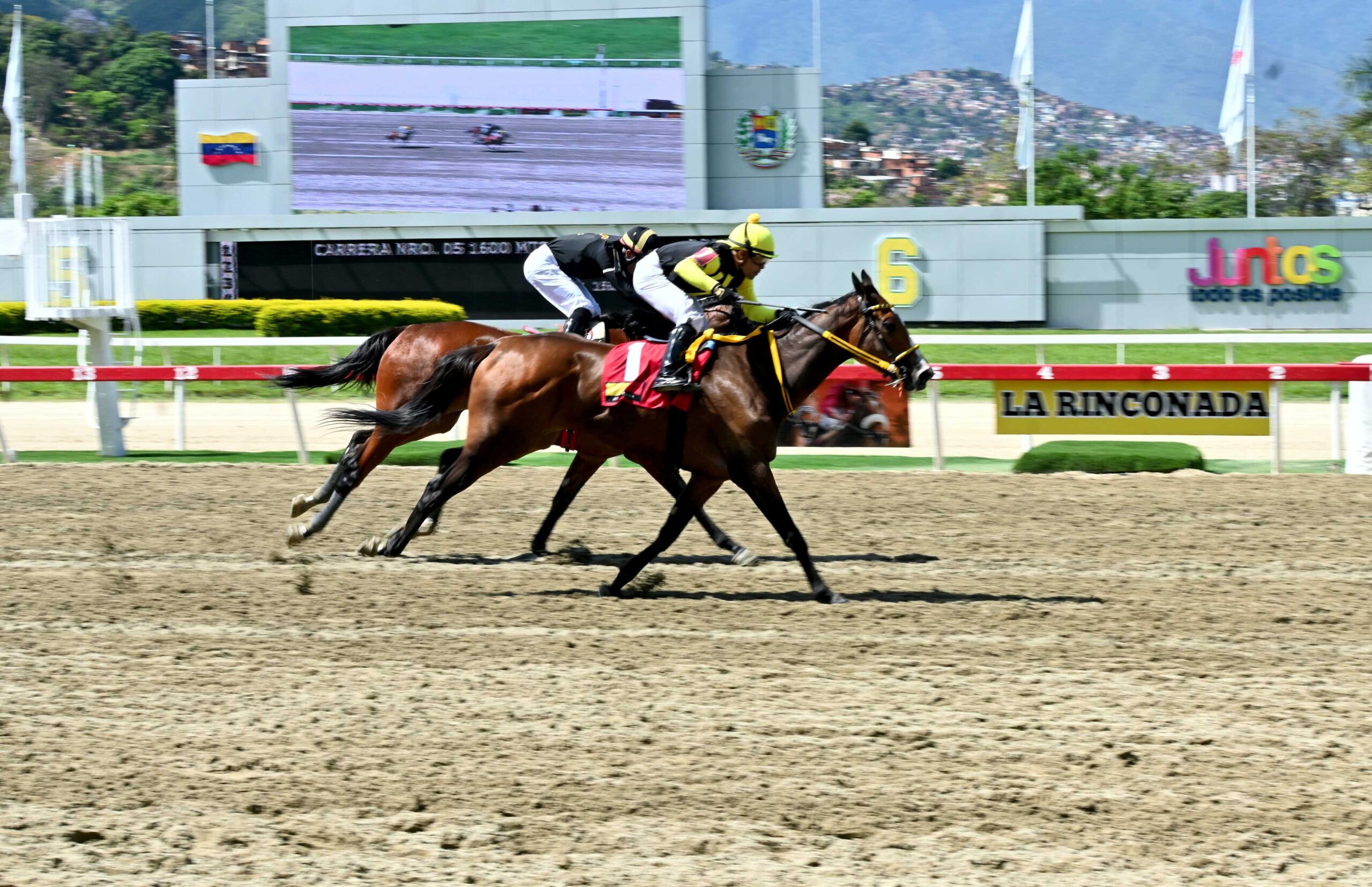 Sugar Canel, horse, Haras Los Caracaros, Clásico Asamblea Nacional, domingo, 11 de mayo de 2025, La Rinconada. Foto José Antonio Aray