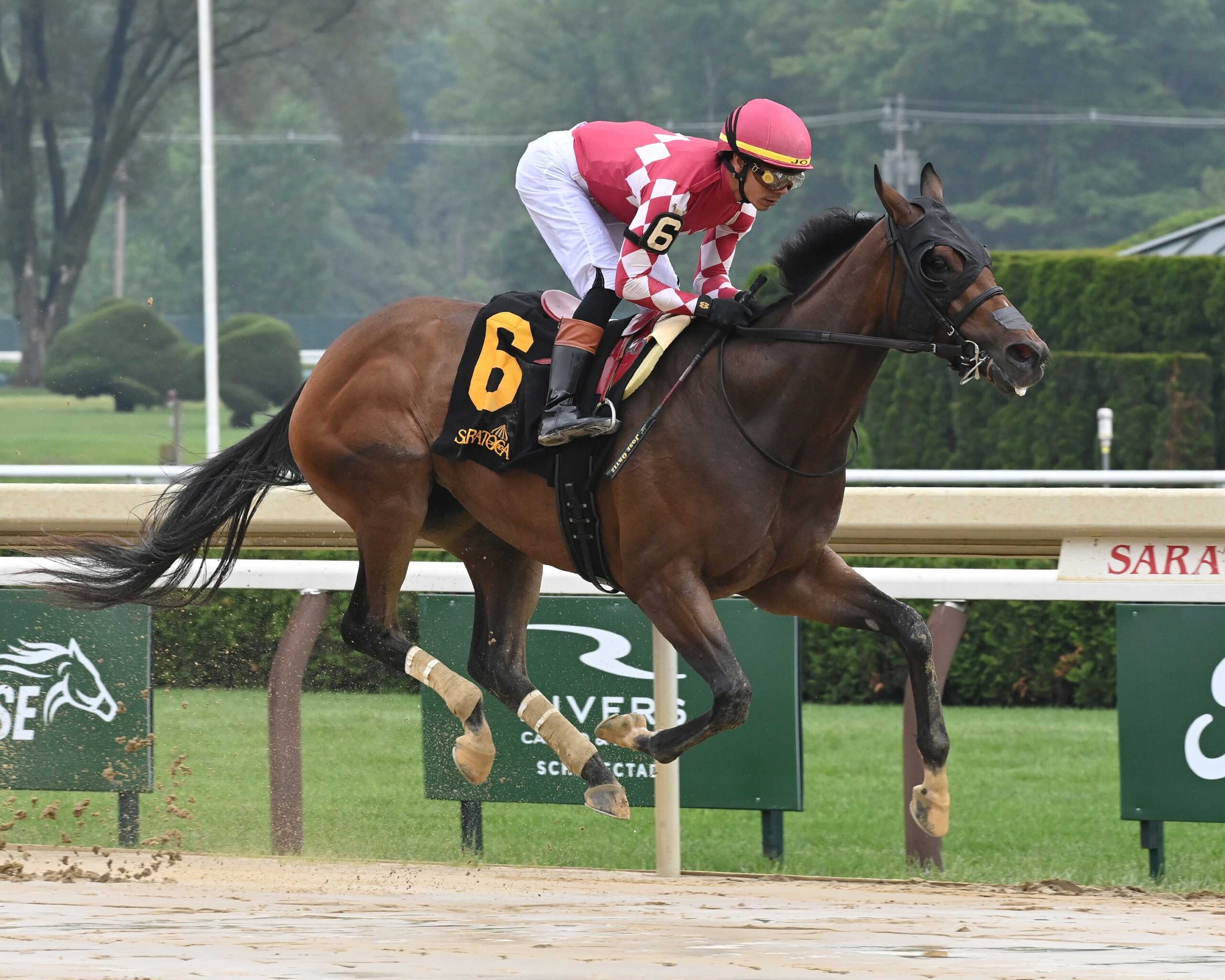 Nitrogen, horse, Medaglia D´Oro, Wonder Again, sábado, 7 de junio de 2025, Saratoga. Foto: Coglianese Photo