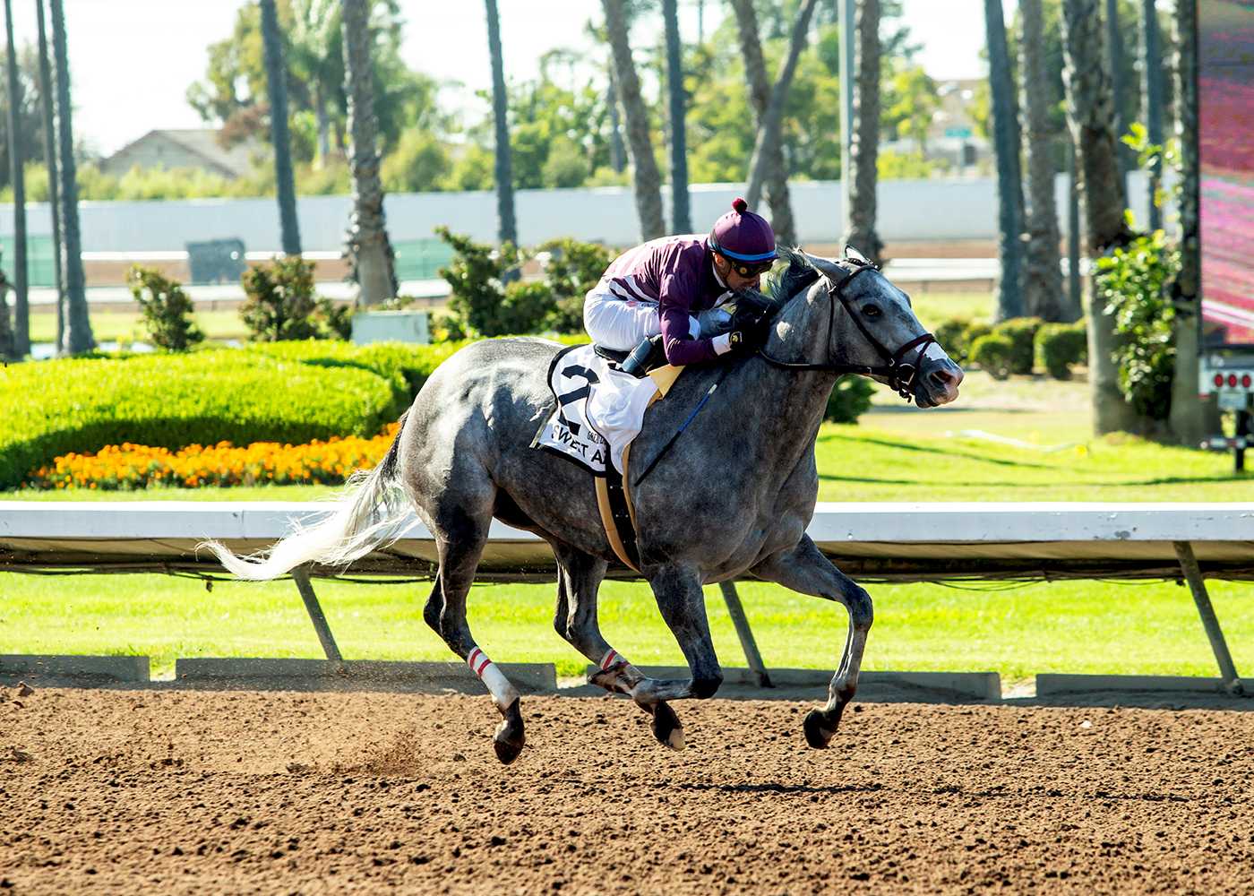 Sweet Azteca, Horses, Sharp Azteca, Great Lady M Stakes, sábado, 5 de julio de 2025, Los Alamitos. Foto: Benoit Photo