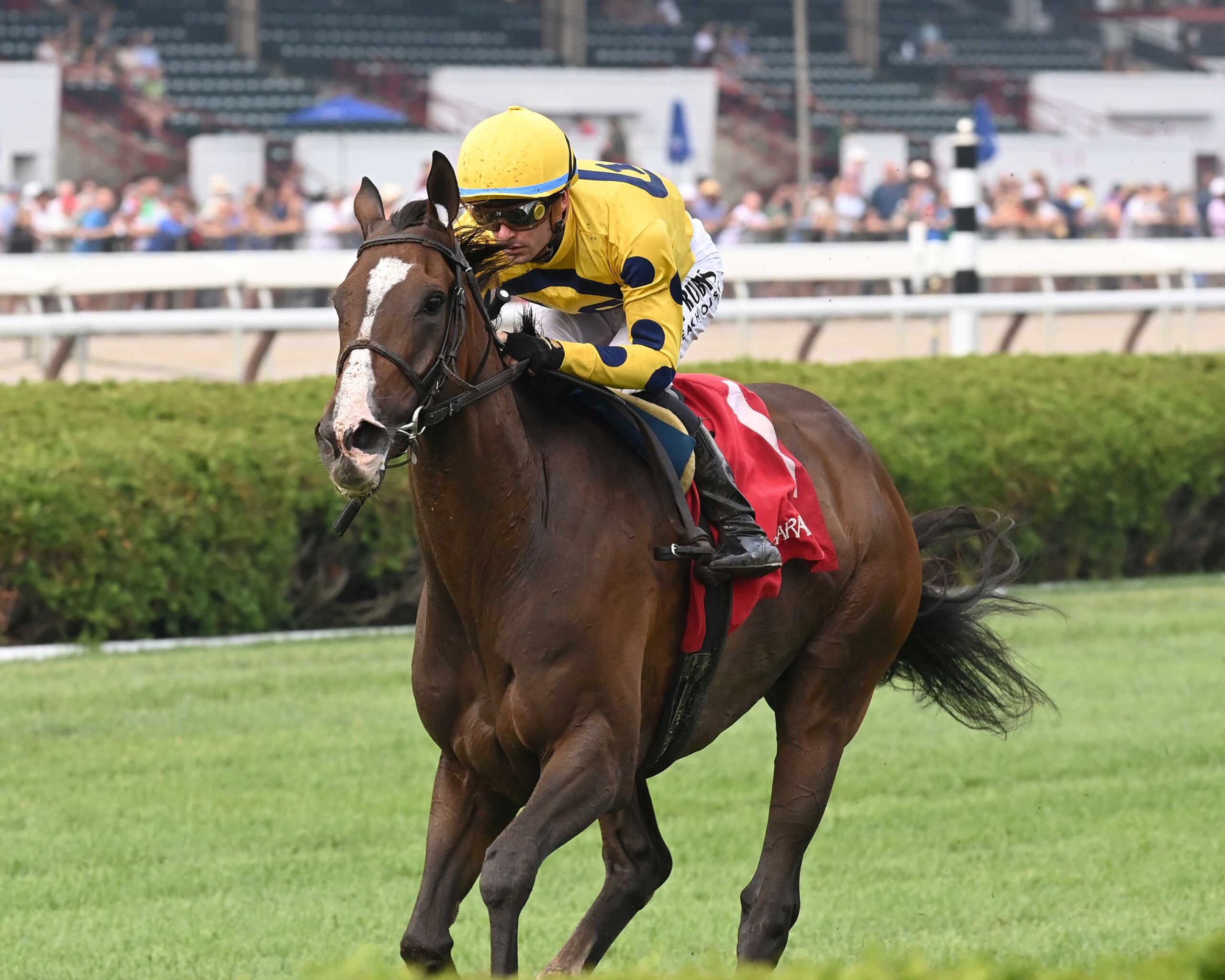 La Mehana, horse, Al Wukair, Glen Falls Stakes, domingo, 27 de julio de 2025, Saratoga. Foto: Coglaniese Photo & Chelsea Durand