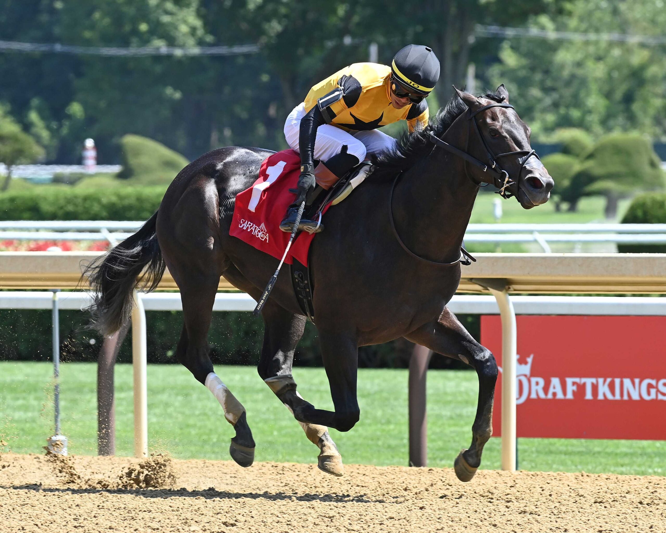 Ewing, horse, Nicks Go, Saratoga Special Stakes, sábado, 2 de agosto de 2025, Saratoga. Foto: Coglaniese Photo