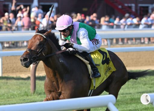 Spiced Up, horse, Quality Road, Mahony Stakes, domingo, 10 de agosto de 2025, Saratoga. Foto: Coglaniese Photo & Chelsea Durand