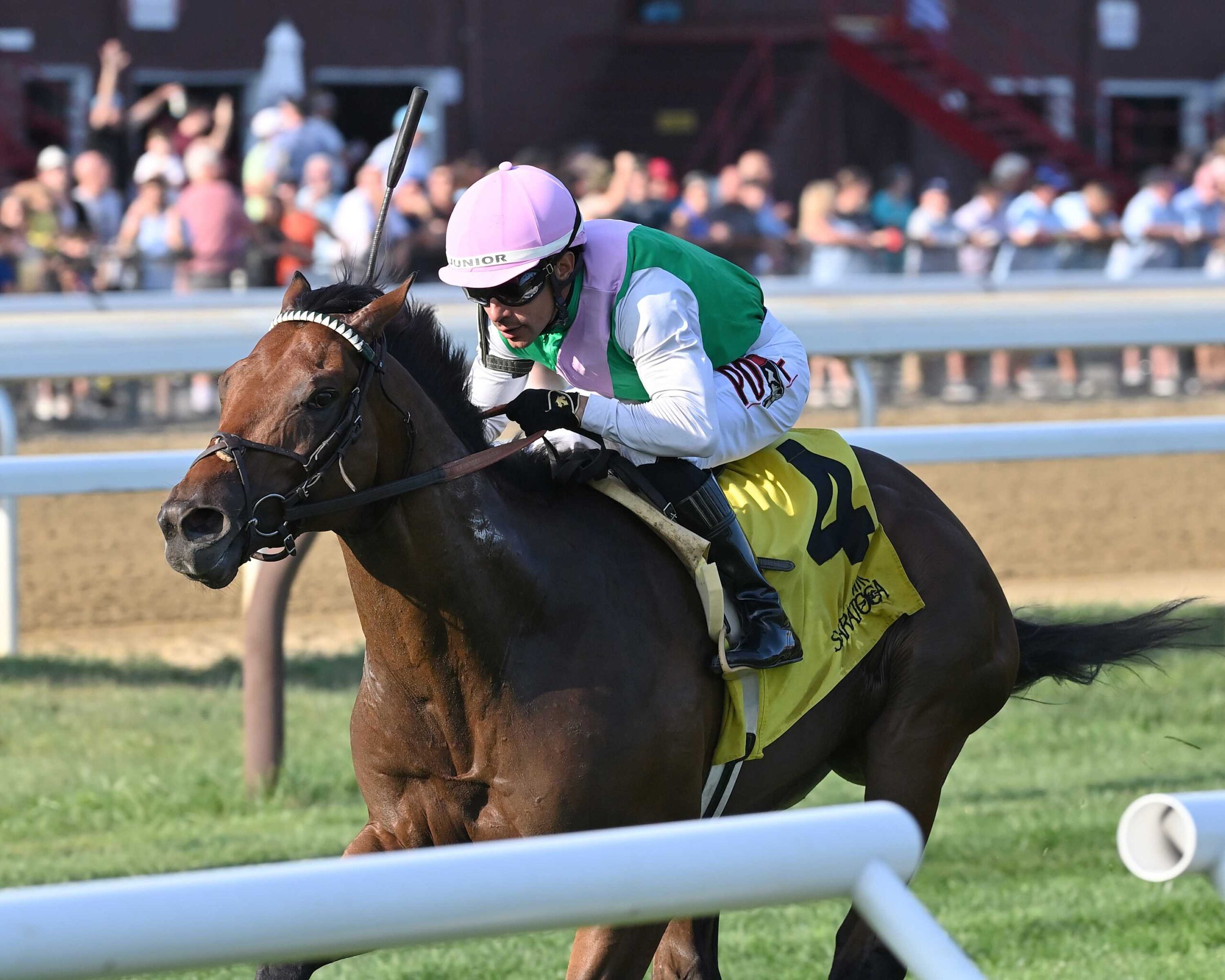 Spiced Up, horse, Quality Road, Mahony Stakes, domingo, 10 de agosto de 2025, Saratoga. Foto: Coglaniese Photo & Chelsea Durand