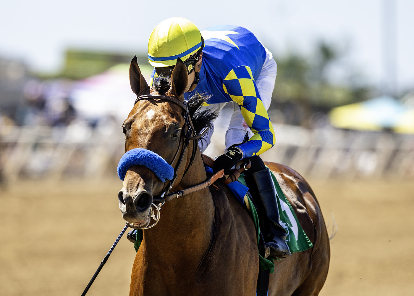 Citizen Bull, horse, Into Mischief, Shared Belief Stakes, domingo, 31 de agosto de 2025, Del Mar. Foto: Benoit Photo
