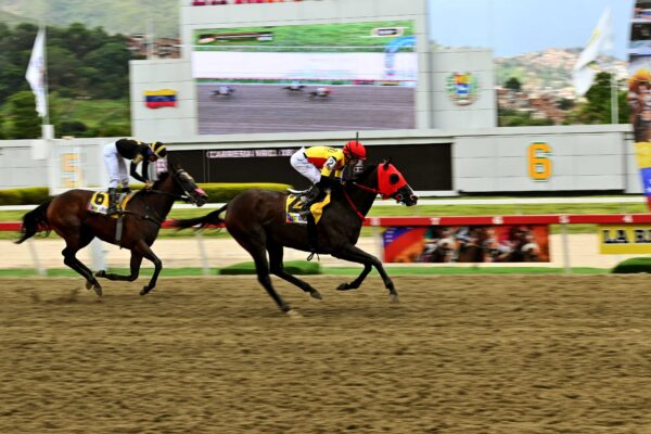 Fast Sensations, horse, Haras Los Caracaros, Clásico Cruz Del Ávila, domingo, 24 de agosto de 2025, La Rinconada. Foto José Antonio Aray
