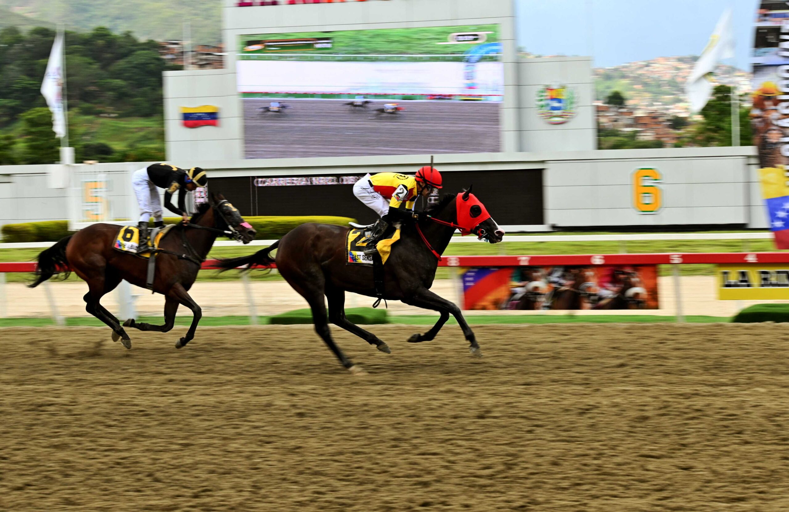 Fast Sensations, horse, Haras Los Caracaros, Clásico Cruz Del Ávila, domingo, 24 de agosto de 2025, La Rinconada. Foto José Antonio Aray