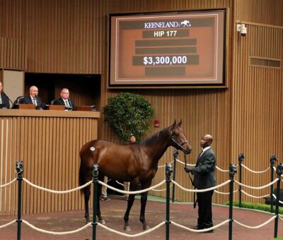Potro, 177, Gun Runner en Thoughtfully por Tapit, sesión 1, Keeneland Sales, lunes, 8 de septiembre de 2025, Keeneland. Foto: Keeneland