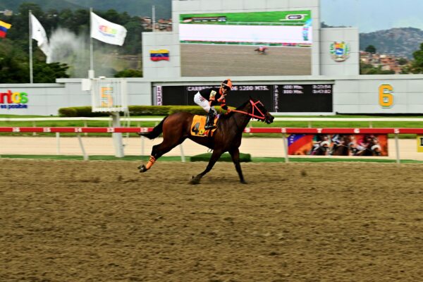 Princess Warrior, horse, The Great Warrior, Clásico Lanzarina, domingo, 21 de septiembre de 2025, La Rinconada. Foto: José Antonio Aray