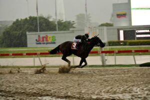 Special Element, horse, Copper Bullet, Clásico Jockey Club de Venezuela, domingo, 21 de septiembre de 2025, La Rinconada. Foto: José Antonio Aray