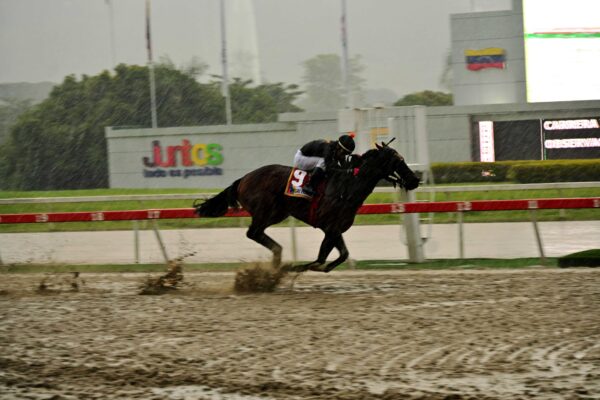Special Element, horse, Copper Bullet, Clásico Jockey Club de Venezuela, domingo, 21 de septiembre de 2025, La Rinconada. Foto: José Antonio Aray