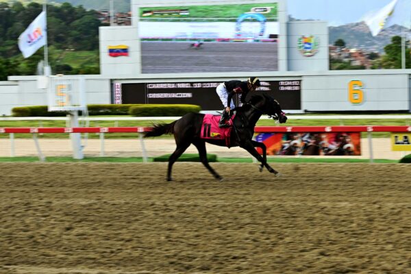 Star White, horse, Imaginay Sailor, Clásico Gradisco, domingo, 24 de agosto de 2025, La Rinconada. Foto: José Antonio Aray