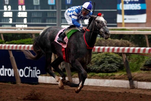 Teao, horses, Ya Primo, Clásico Dos Mil Guineas, sábado, 6 de septiembre de 2025, Hipódromo Chile. Foto: Jaime Cortés