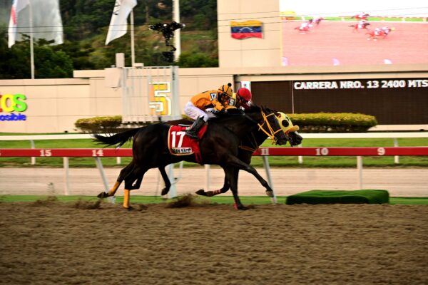 Astuto, horse, Haras La Alameda, Clásico Simón Bolívar, domingo, 26 de octubre de 2025, La Rinconada. Foto: José Antonio Aray