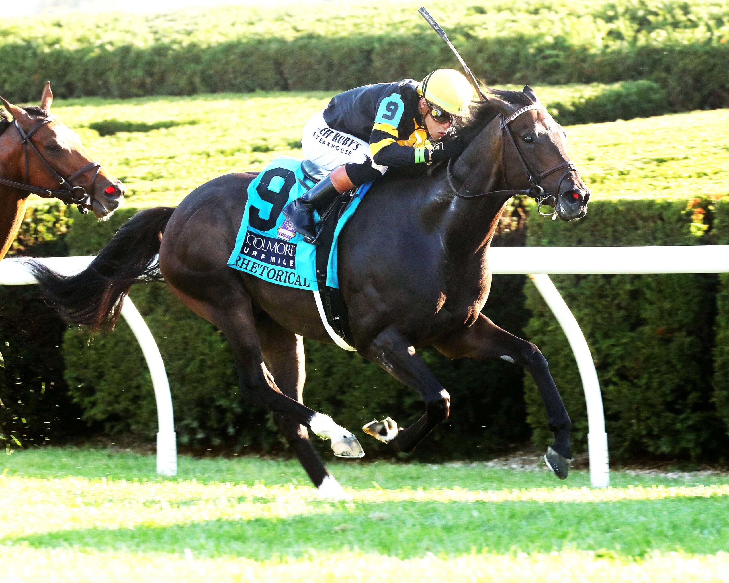 Rhetorical, horse, Not This Time, Coolmore Turf Mile Stakes, sábado, 4 de octubre de 2025, Keeneland. Foto: @coadymediaUSA