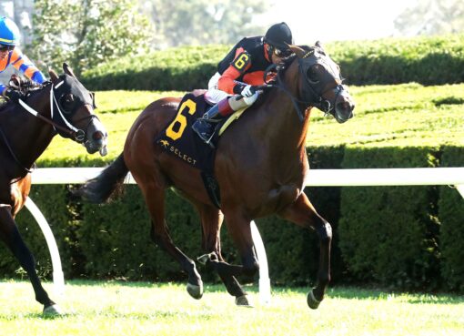 Schwarzenegger, horses, Not This Time, Indian Summer Stakes, domingo, 5 de octubre de 2025, Keeneland. Foto: @coadymediaUSA