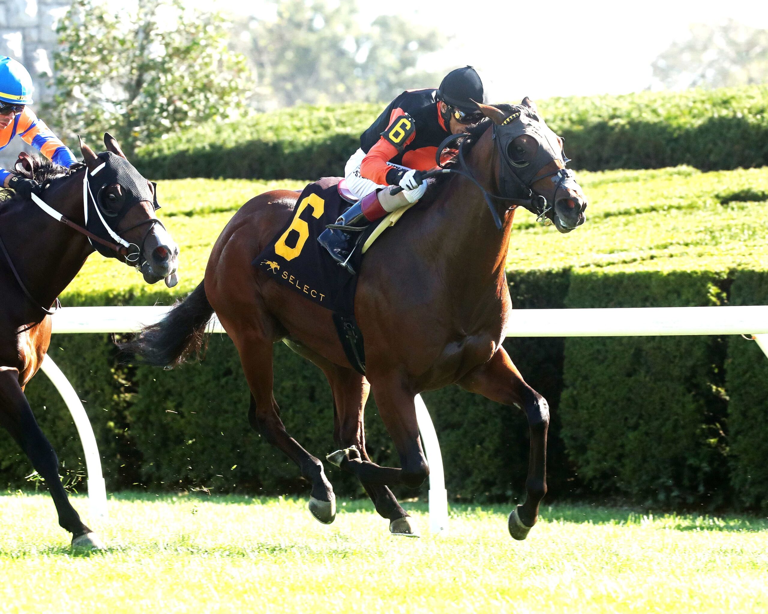Schwarzenegger, horses, Not This Time, Indian Summer Stakes, domingo, 5 de octubre de 2025, Keeneland. Foto: @coadymediaUSA