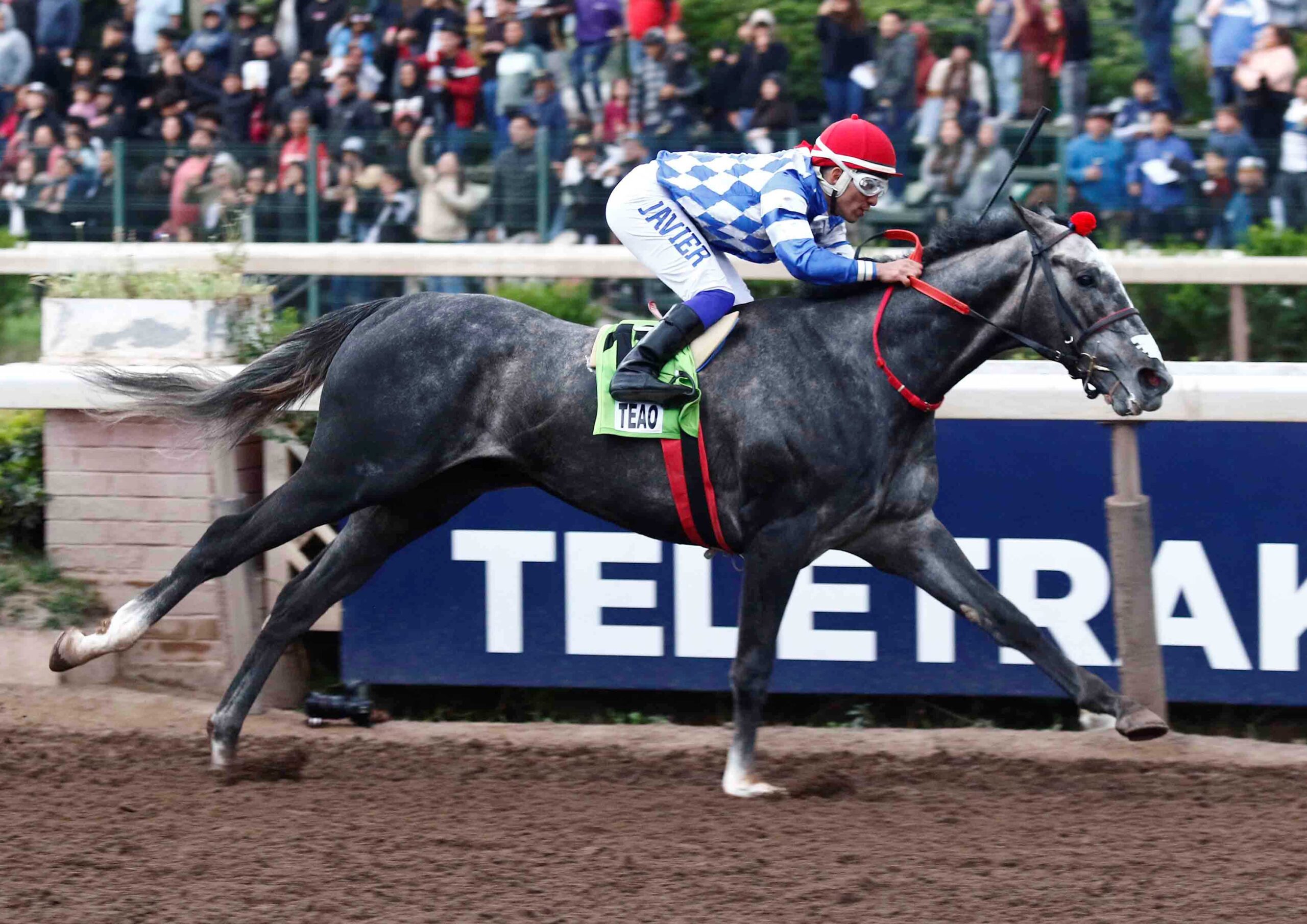 Teao, horses, Ya Primo, Clásico Gran Critérium Mauricio Serrano Palma, sábado, 4 de octubre de 2025, Hipódromo Chile. Foto: Jaime Cortés