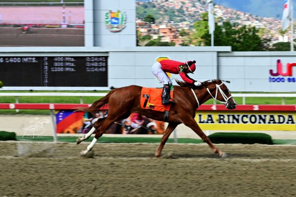 Búnker, horse, Constructor White, Clásico Albert H. Cipriani, domingo, 19 de octubre de 2025, La Rinconada. Foto: José Antonio Aray