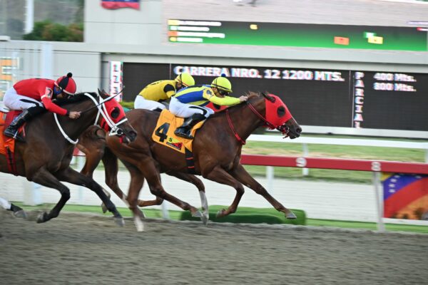 El Relámpago, horse, Haras La Primavera, Clásico Nuestra Señora de Chiquinquirá Machos, domingo, 16 de noviembre de 2025, La Rinconada. Foto: José Antonio Aray