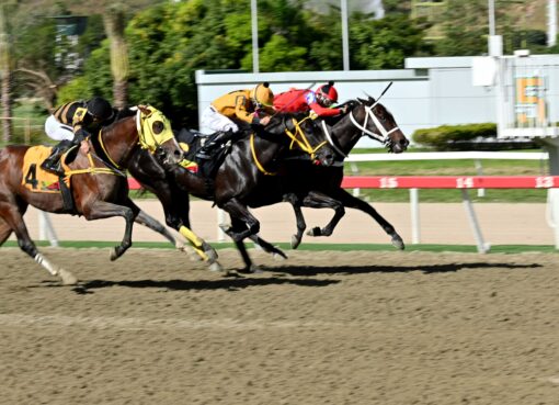 Li Tre Fratelli, horse, Haras Urama, Clásico Burlesco, domingo, 23 de noviembre de 2025, La Rinconada. Foto: José Antonio Aray