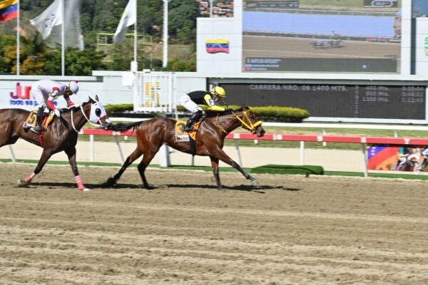 Melcocha, horse, Dialed In, Clásico Ciudad de Caracas, domingo, 16 de noviembre de 2025, La Rinconada. Foto: José Antonio Aray