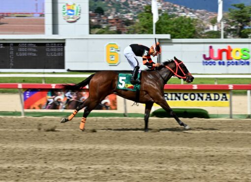 Princess Warrior, horse, Haras Los Samanes, Clásico Edgar Ganteaume, domingo, 19 de octubre de 2025, La Rinconada. Foto: José Antonio Aray