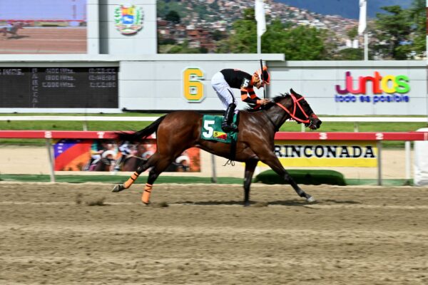 Princess Warrior, horse, Haras Los Samanes, Clásico Edgar Ganteaume, domingo, 19 de octubre de 2025, La Rinconada. Foto: José Antonio Aray