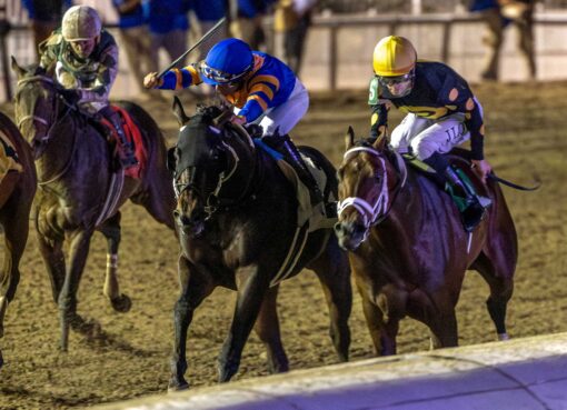 Chip Honcho, horses, Leland Ackerley Racing, Gun Runner Stakes, sábado, 20 de diciembre de 2025, Fair Grounds. Foto: Hodges Photography