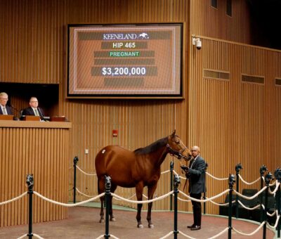 Yegua preñada, 465, Tiffany Case, sesión 1, Keeneland Sales todas las edades enero, lunes, 12 de enero de 2026, Keeneland. Foto: Keeneland
