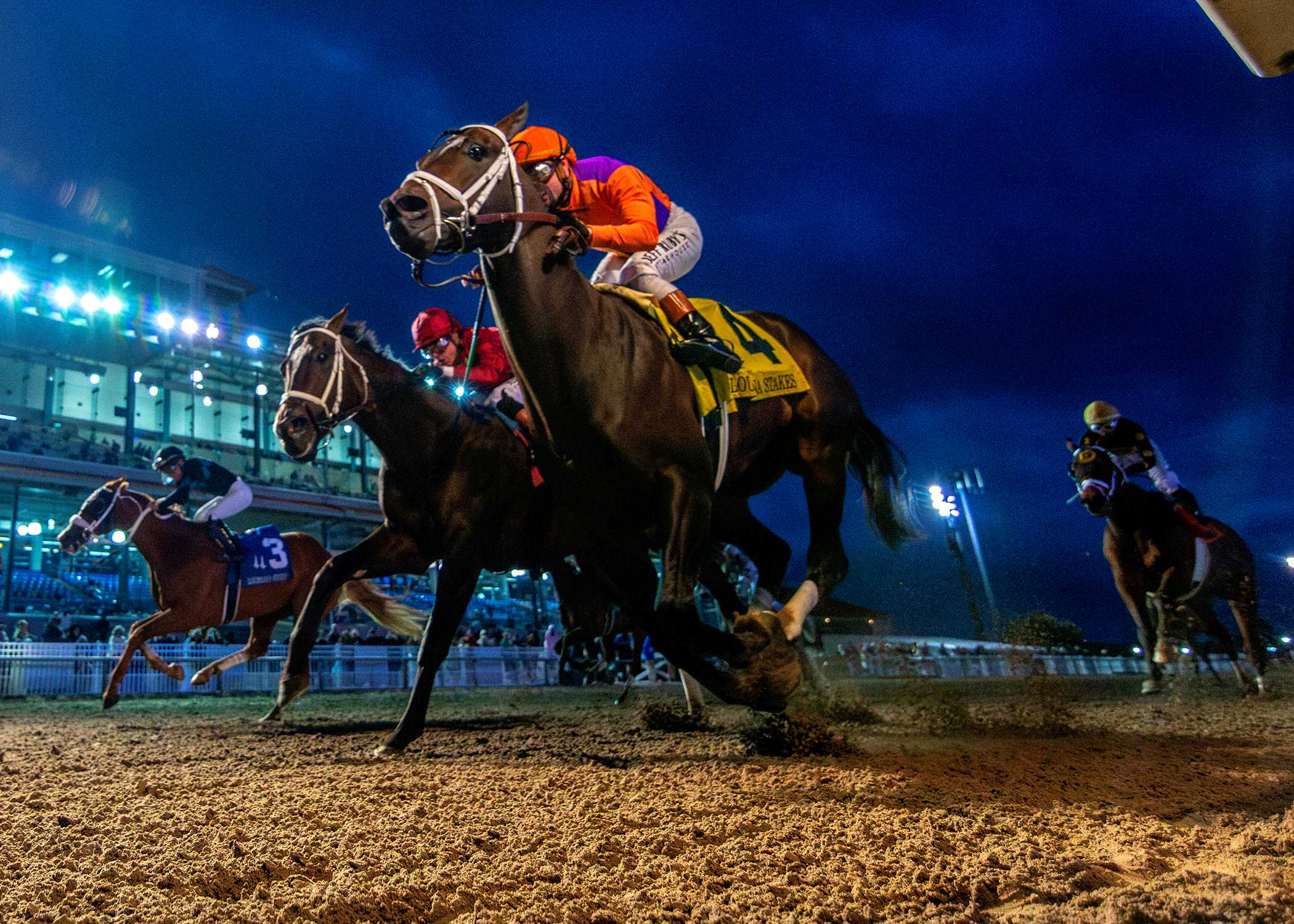 Accelerize, horse, Spendthrift Farm, Louisiana Stakes, sábado, 17 de enero de 2026, Fair Grounds. Foto: Hodges Photography