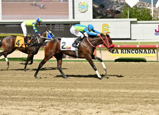 Forever Beatriz, horse, Haras Los Samanes, Clásico Andrés Bello, domingo, 18 de enero de 2026, La Rinconada. Foto: José Antonio Aray