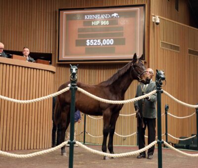 Yearling, 966, Nyquist en Sorrentina Lemon por Lemon Drop Kid, sesión 2, Keeneland Sales todas las edades enero, martes, 13 de enero de 2026, Keeneland. Foto: Keeneland