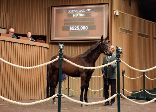 Yearling, 966, Nyquist en Sorrentina Lemon por Lemon Drop Kid, sesión 2, Keeneland Sales todas las edades enero, martes, 13 de enero de 2026, Keeneland. Foto: Keeneland