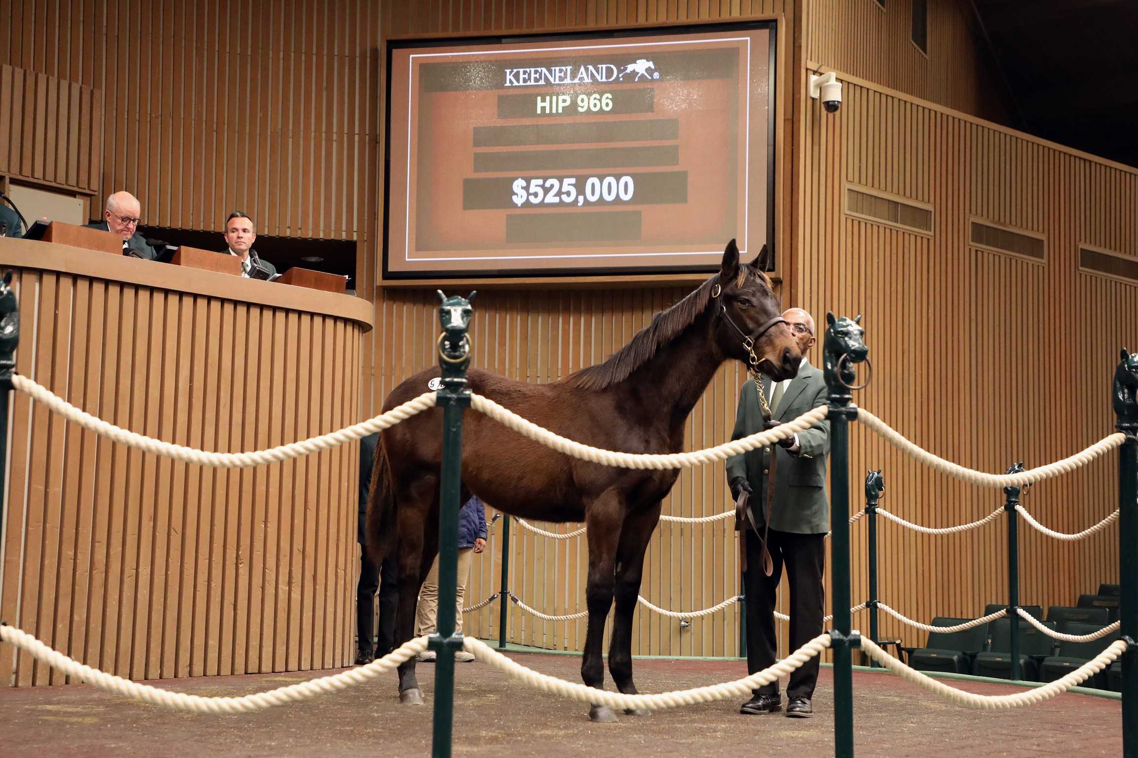 Yearling, 966, Nyquist en Sorrentina Lemon por Lemon Drop Kid, sesión 2, Keeneland Sales todas las edades enero, martes, 13 de enero de 2026, Keeneland. Foto: Keeneland