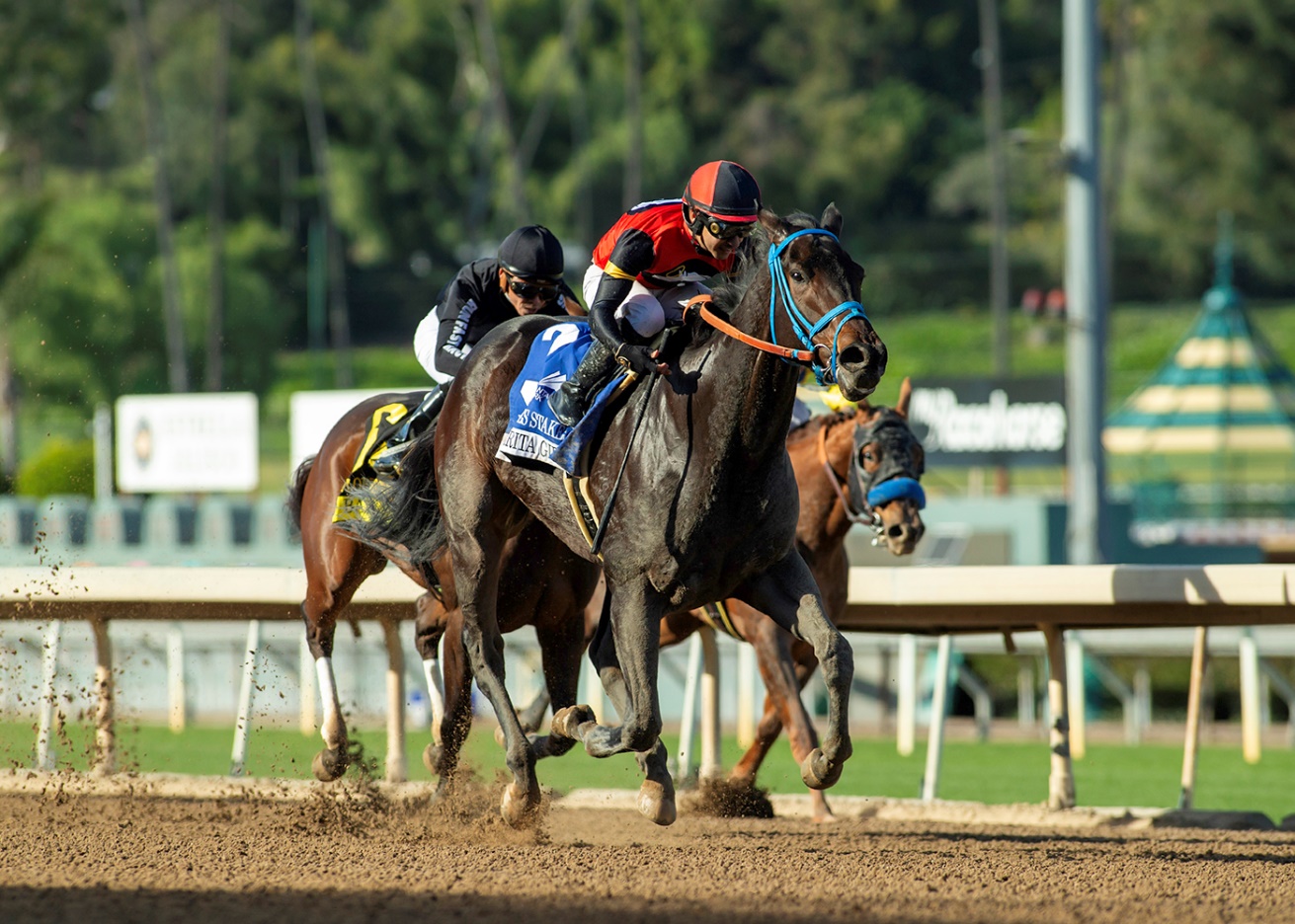 Margarita Girl, horses, Twirling Candy, Las Flores Stakes, domingo, 11 de enero de 2026, Santa Anita Park. Foto: Benoit Photo