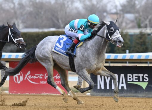 My World, horse, Madaket Stables, Jerome Stakes, sábado, 3 de enero de 2026, Aqueduct. Foto: Coglaniese Photo