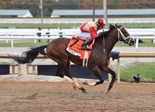 Nearly, horse, Not This Time, Holy Bull Stakes, sábado, 31 de enero de 2026, Gulfstream Park. Foto: Coglaniese Photo