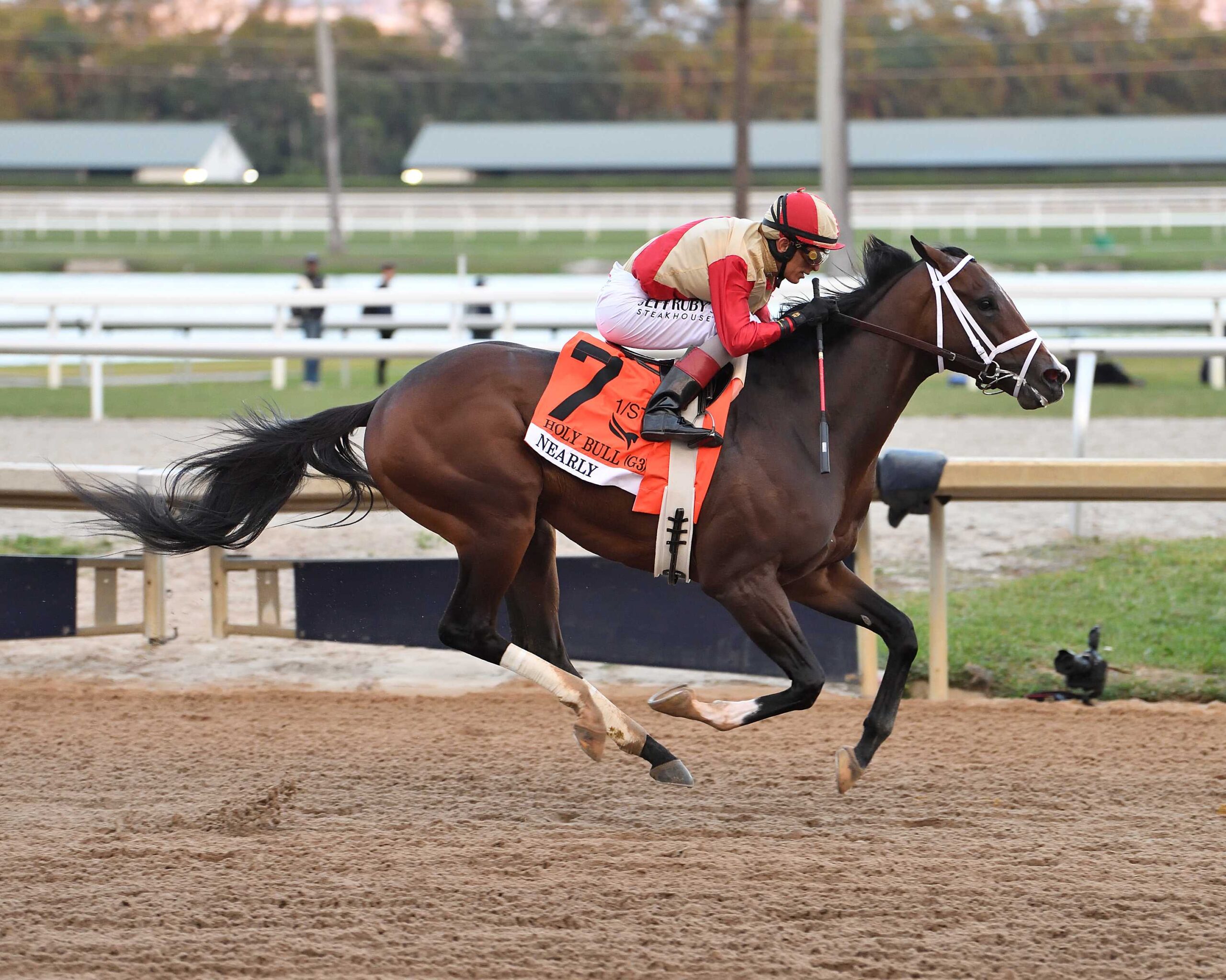 Nearly, horse, Not This Time, Holy Bull Stakes, sábado, 31 de enero de 2026, Gulfstream Park. Foto: Coglaniese Photo