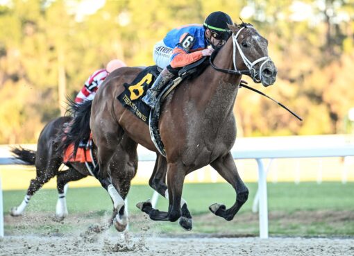 Renegade, horse, Repole Stable, Sam F. Davis, sábado, 7 de febrero de 2026, Tampa Bay Downs Foto: SV Photography