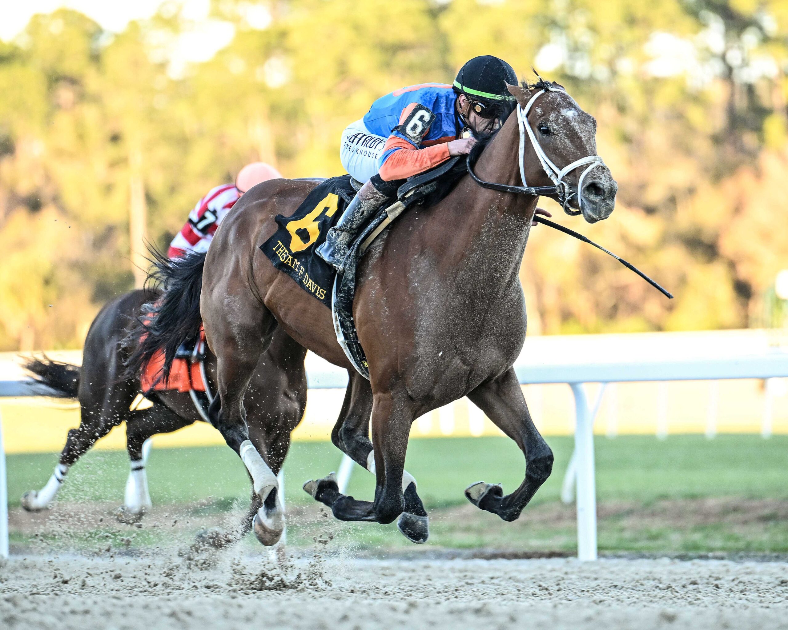 Renegade, horse, Repole Stable, Sam F. Davis, sábado, 7 de febrero de 2026, Tampa Bay Downs Foto: SV Photography