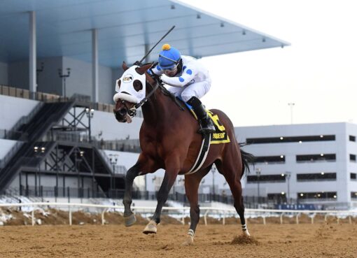 Talk To Me Jimmy, horse, Modernist, Withers Stakes, viernes, 6 de febrero de 2026, Aqueduct. Foto: Coglaniese Photo & Chelsea Durand
