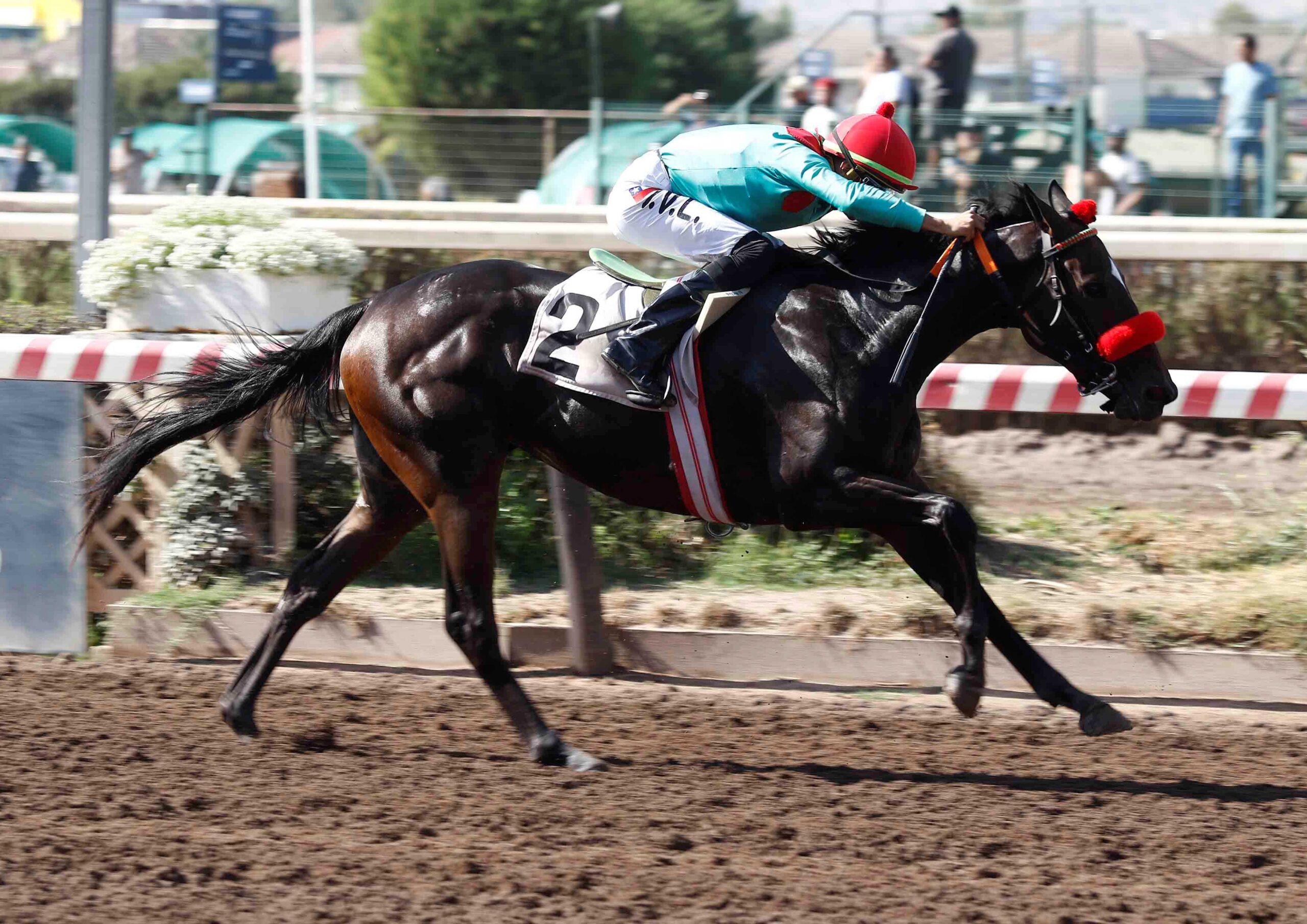 Bahia Perdida, horse, Tiz The Law, Clásico Selección de Potrancas, sábado, 7 de marzo de 2026, Hipódromo Chile. Foto: Jaime Cortés