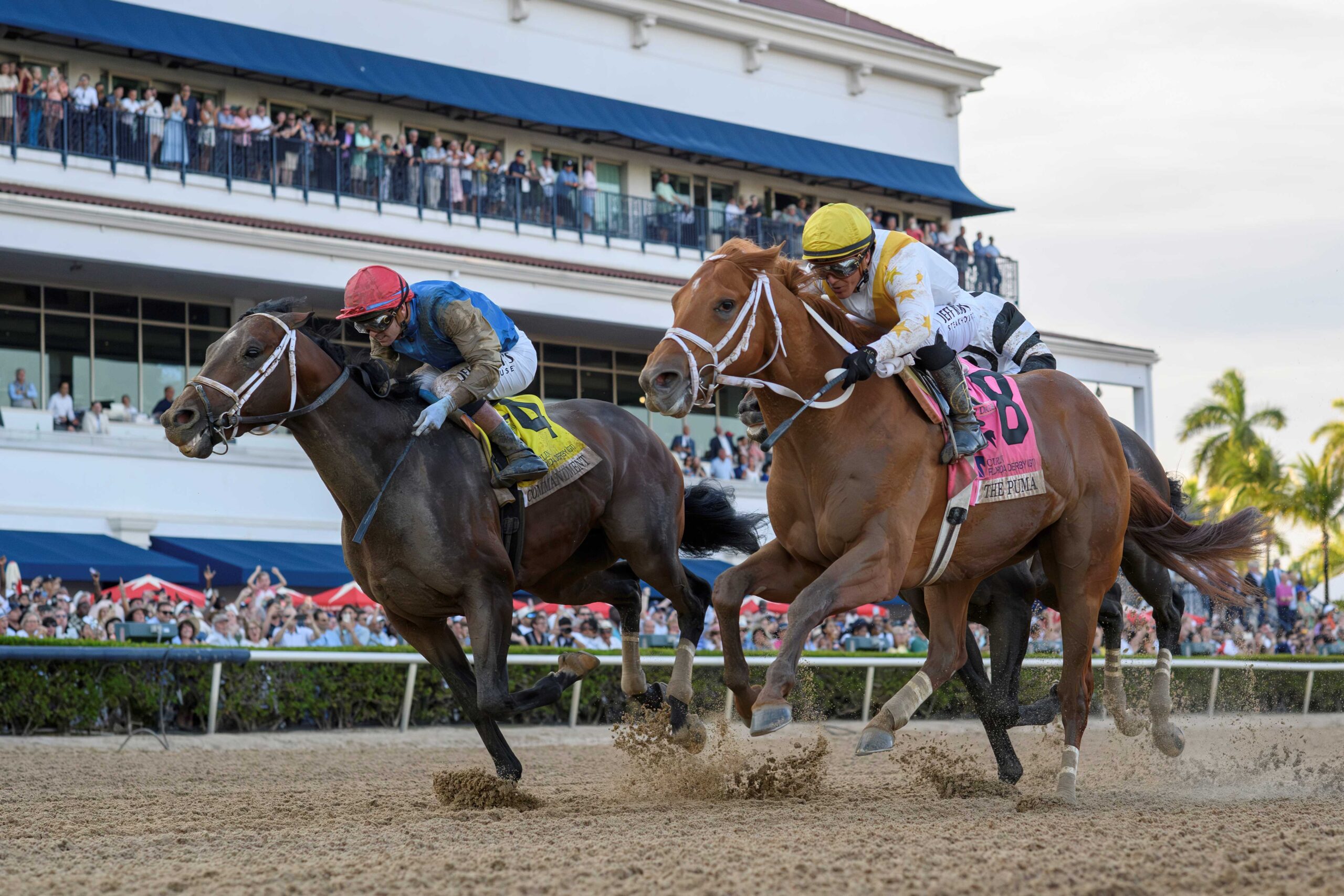 Commandment, horse, Into Mischief, Curlin Florida Derby, sábado, 28 de marzo de 2025, Gulfstream Park. Foto: Coglaniese Photo