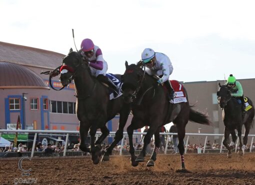 Pavlovian, Horses, Reddam Racing LLC, Sunland Park Derby, domingo, 15 de febrero de 2026, Sunland Park. Foto: Coady Media @coadymediaUSA