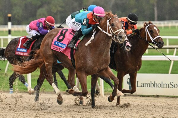The Puma, horse, Hidden Brook Farm, Tampa Bay Derby, sábado, 7 de marzo de 2026 Tampa Bay Downs Foto: SV Photography