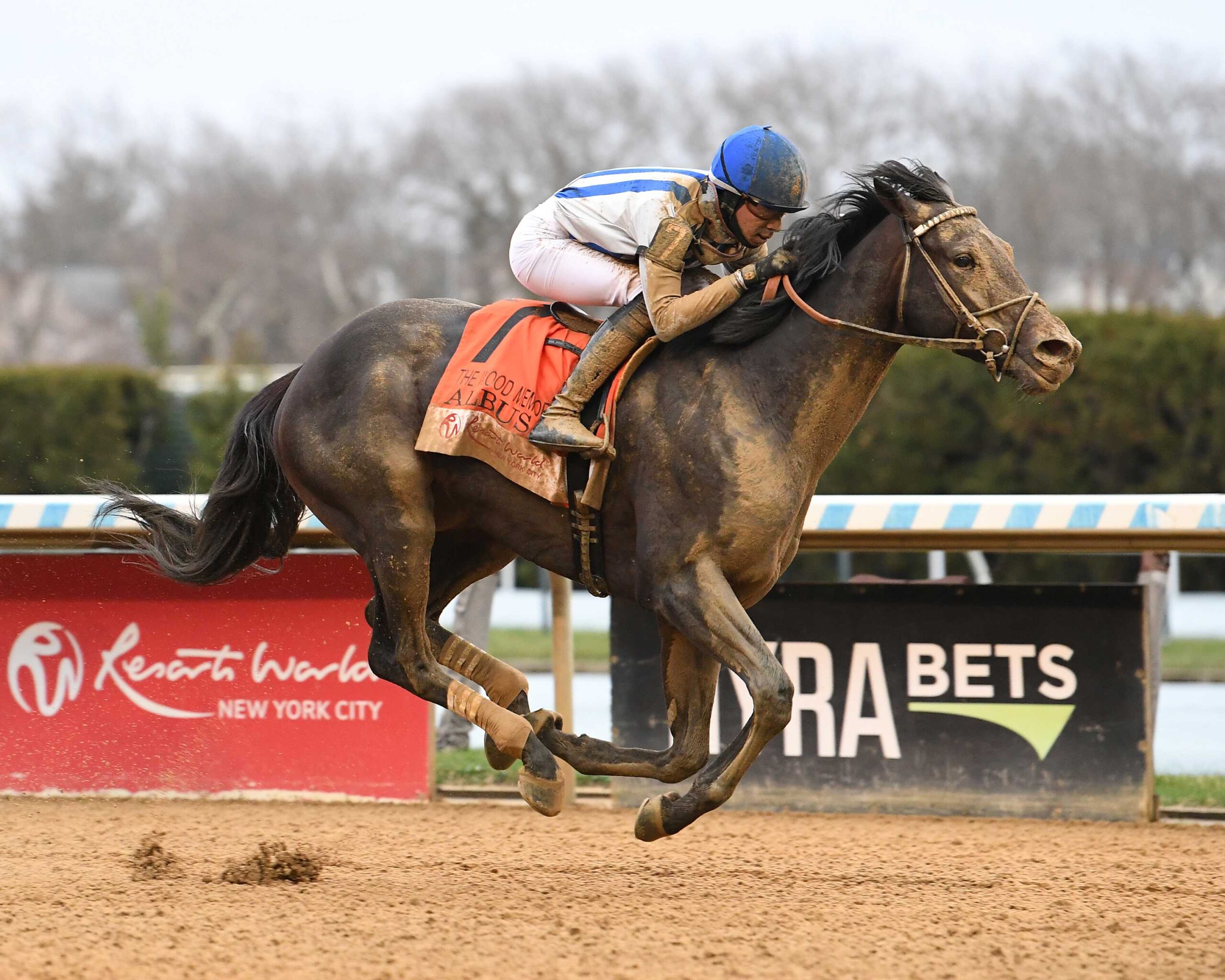 Albus, horse, Yaupon, Resort World Casino Wood Memorial, sábado, 4 de abril de 2026, Aqueduct. Foto: Coglaniese Photo
