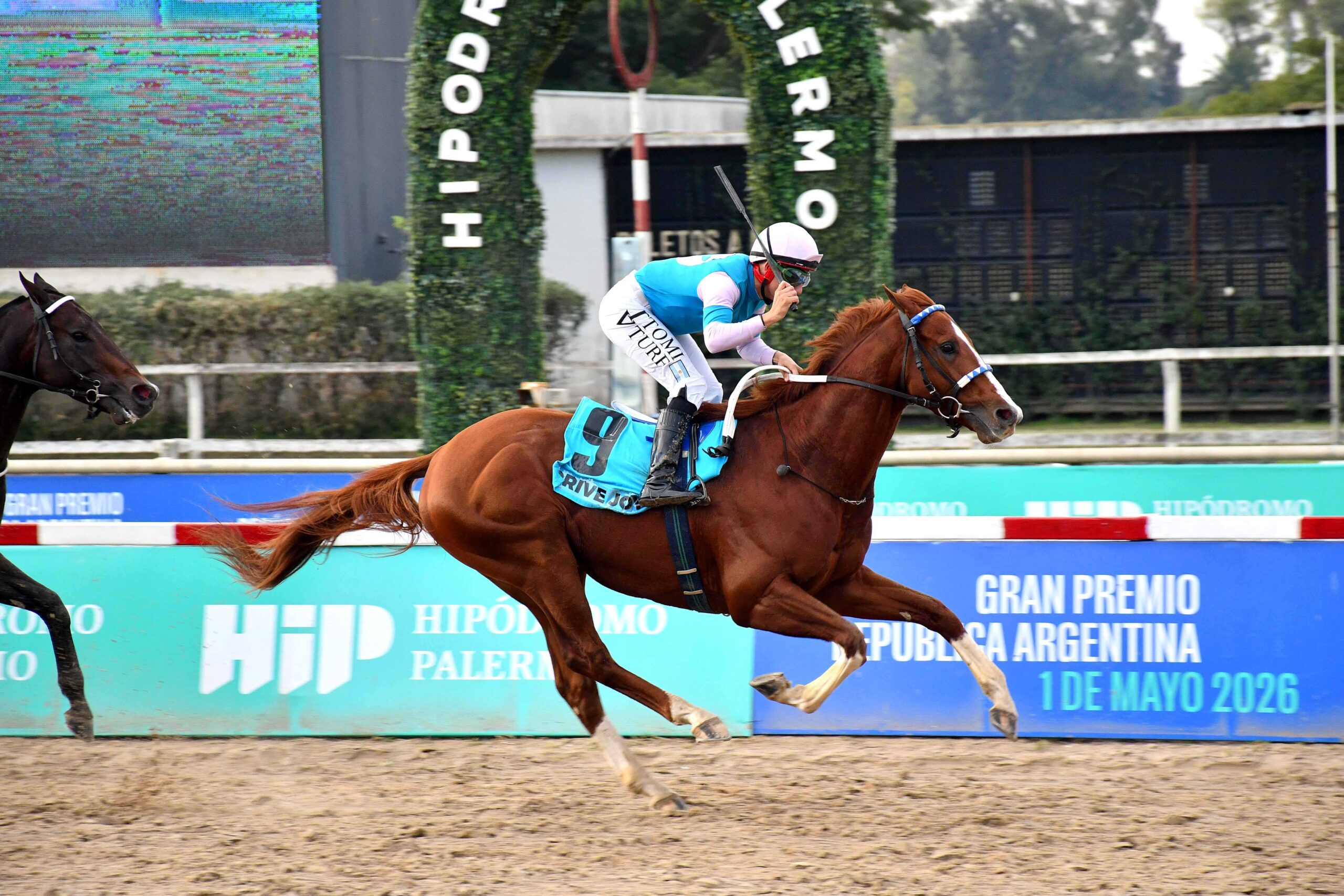 Drive Joy, horse, Haras Firmamento, Gran Premio de Las Américas OSAF, sábado, 1 de mayo de 2026, Hipódromo de Palermo. Foto: Prensa Palermo