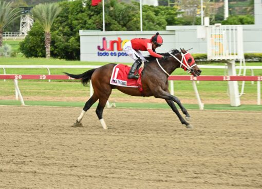 Ekati King, horse, Girvin, Clásico Juan Arias, domingo, 24 de mayo de 2026, La Rinconada. Foto: José Antonio Aray